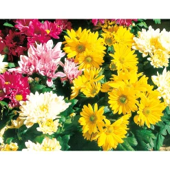 PlantiflorChrysantheme Eintrieber Topf Durchmesser 10,5 cm