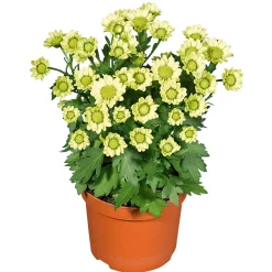 PlantiflorChrysantheme Eintrieber Topf Durchmesser 10,5 cm