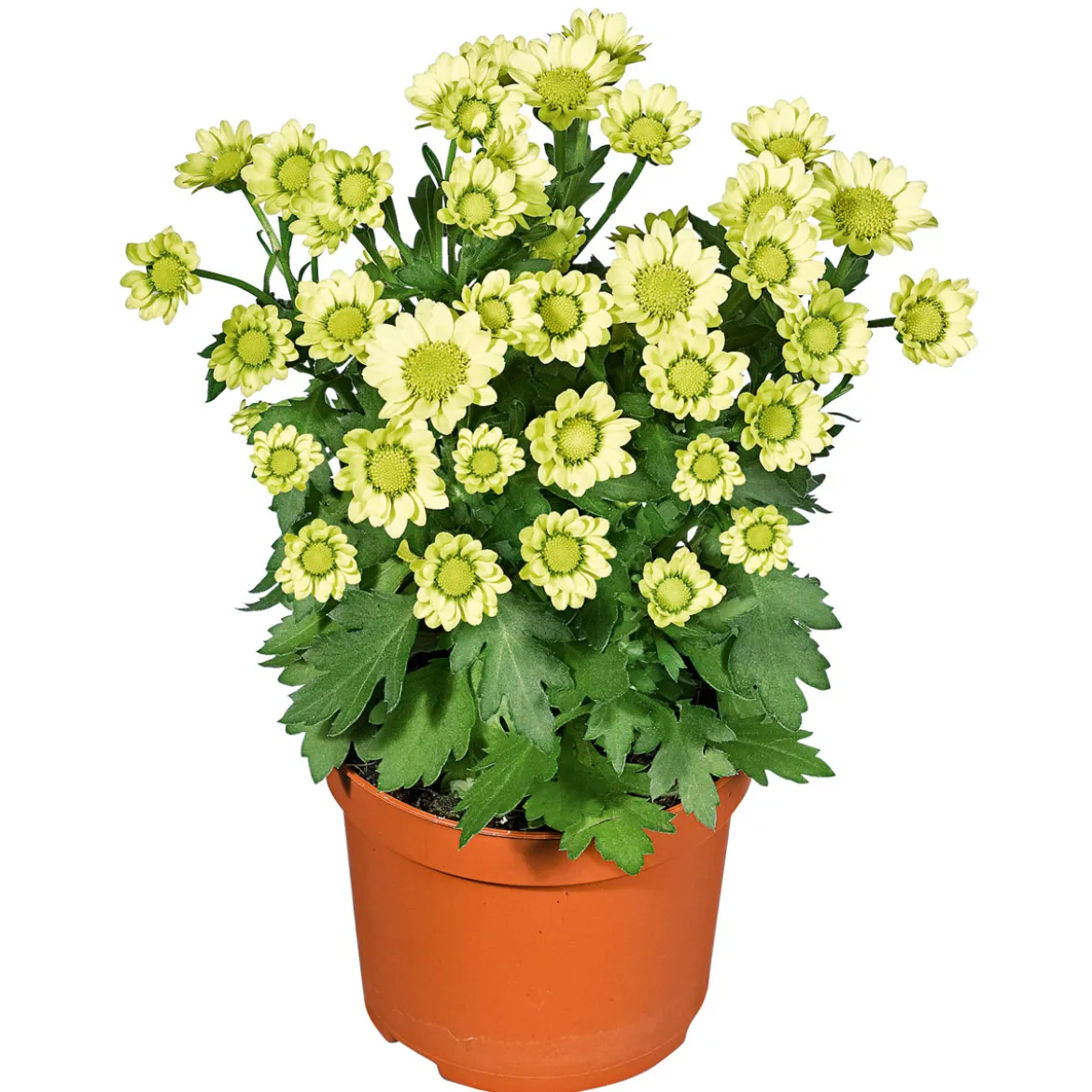 PlantiflorChrysantheme Eintrieber Topf Durchmesser 10,5 cm