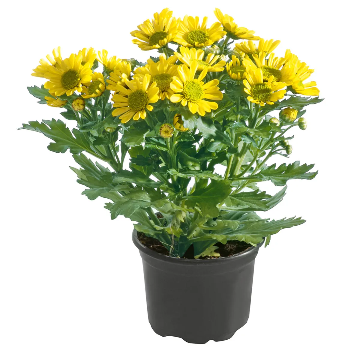 PlantiflorChrysantheme Eintrieber Topf Durchmesser 10,5 cm