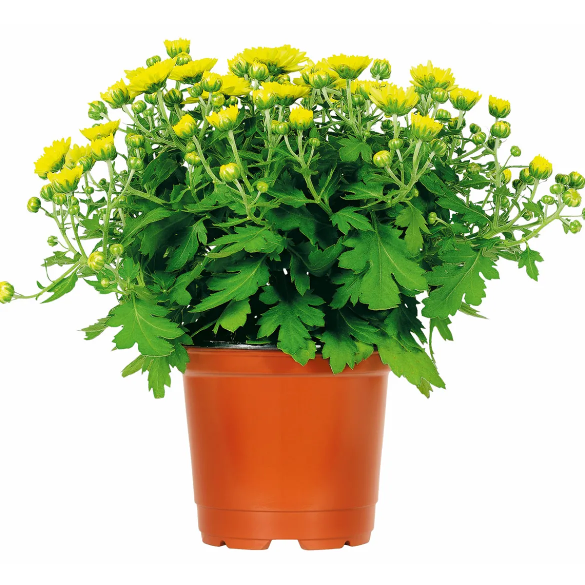 PlantiflorChrysanthemenbüsche Mix Topf Durchmesser 13 cm