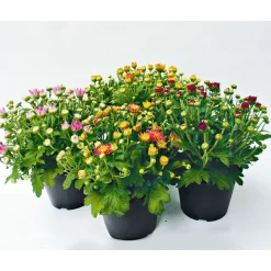 PlantiflorChrysanthemenbüsche Mix Topf Durchmesser 13 cm