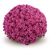 PlantiflorChrysanthemen-Busch Topf Durchmesser 19 cm
