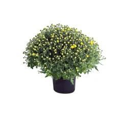 PlantiflorChrysanthemen-Busch Topf Durchmesser 19 cm