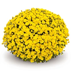 PlantiflorChrysanthemen-Busch Topf Durchmesser 19 cm