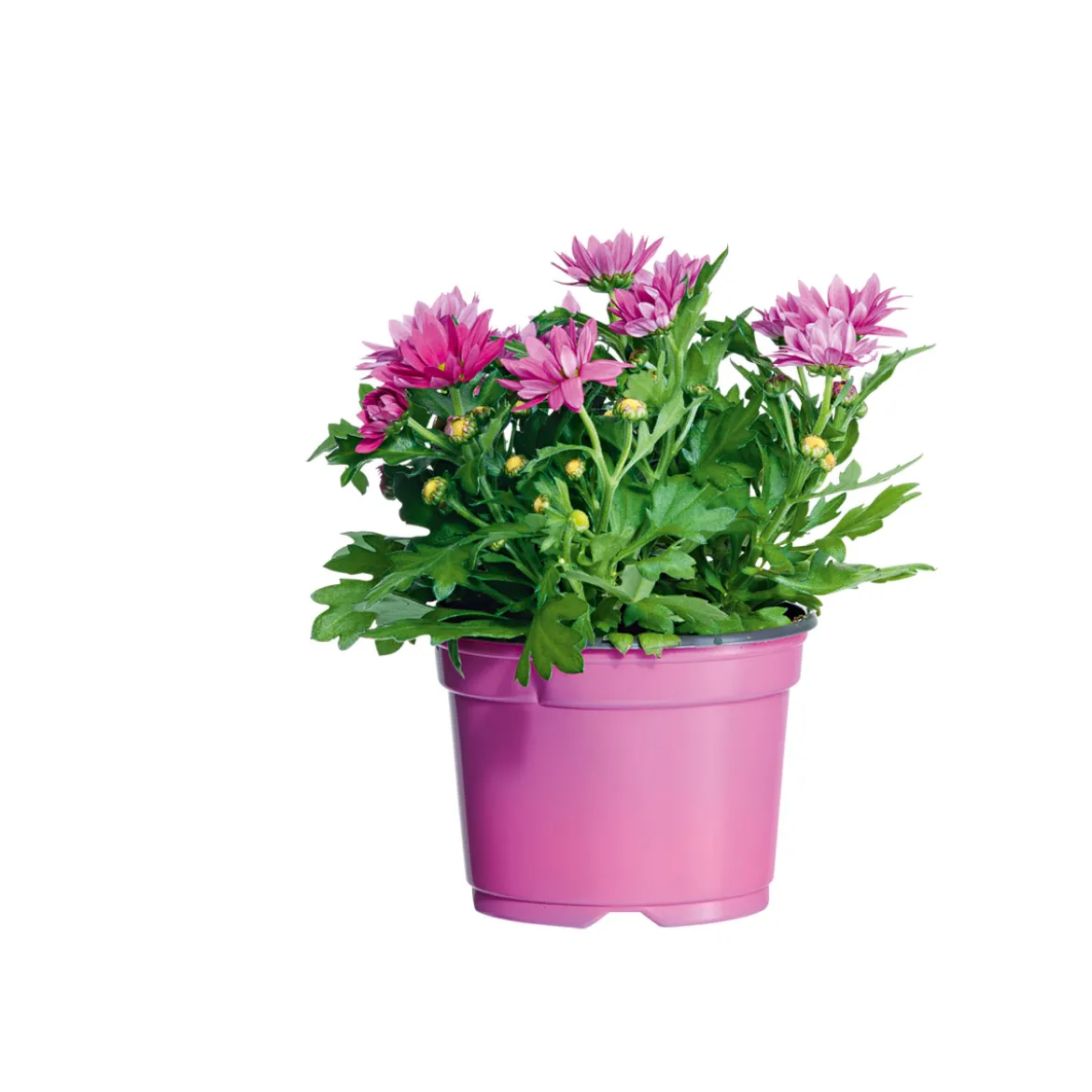 PlantiflorChrysantheme Swifty Topf- Durchmesser 10,5 cm