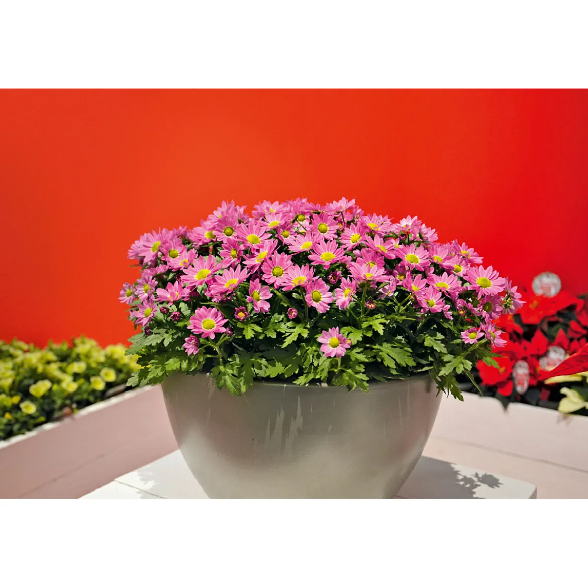 PlantiflorChrysantheme Swifty Topf- Durchmesser 10,5 cm
