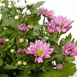 PlantiflorChrysantheme Swifty Topf- Durchmesser 10,5 cm
