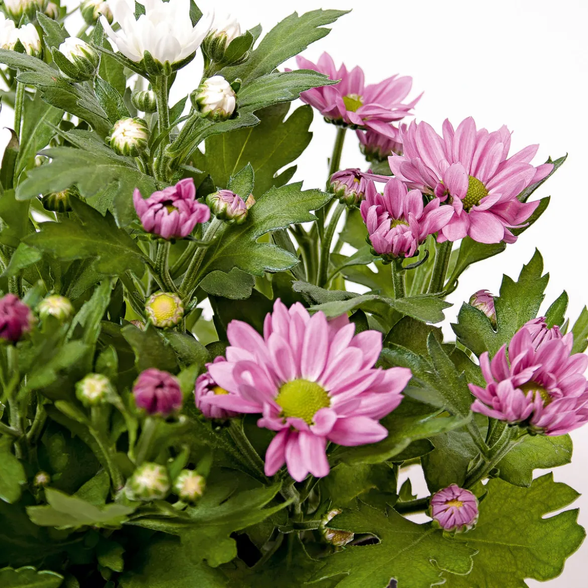PlantiflorChrysantheme Swifty Topf- Durchmesser 10,5 cm