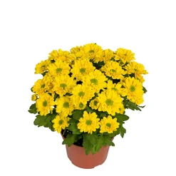 PlantiflorChrysantheme Swifty Topf- Durchmesser 10,5 cm