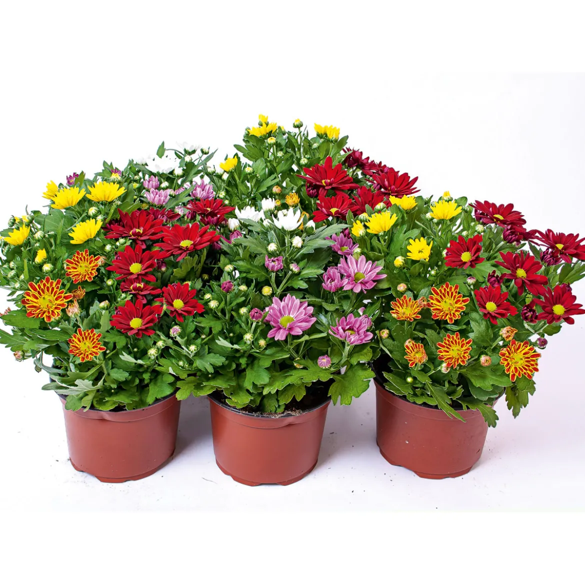 PlantiflorChrysantheme Swifty Topf- Durchmesser 10,5 cm