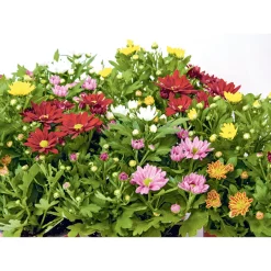 PlantiflorChrysantheme Swifty Topf- Durchmesser 10,5 cm