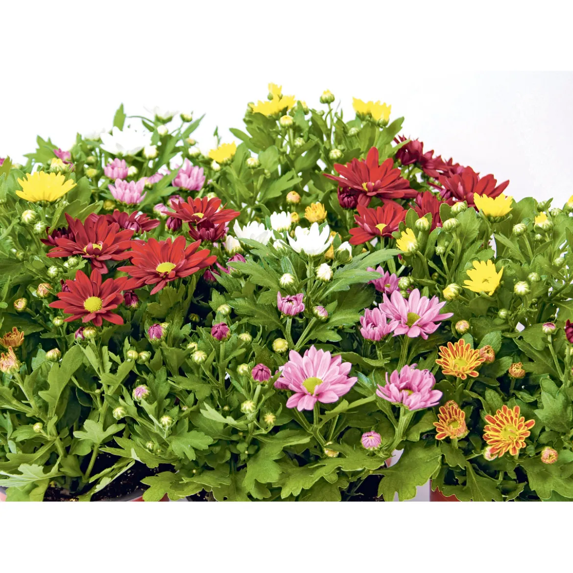 PlantiflorChrysantheme Swifty Topf- Durchmesser 10,5 cm