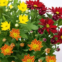 PlantiflorChrysantheme Swifty Topf- Durchmesser 10,5 cm