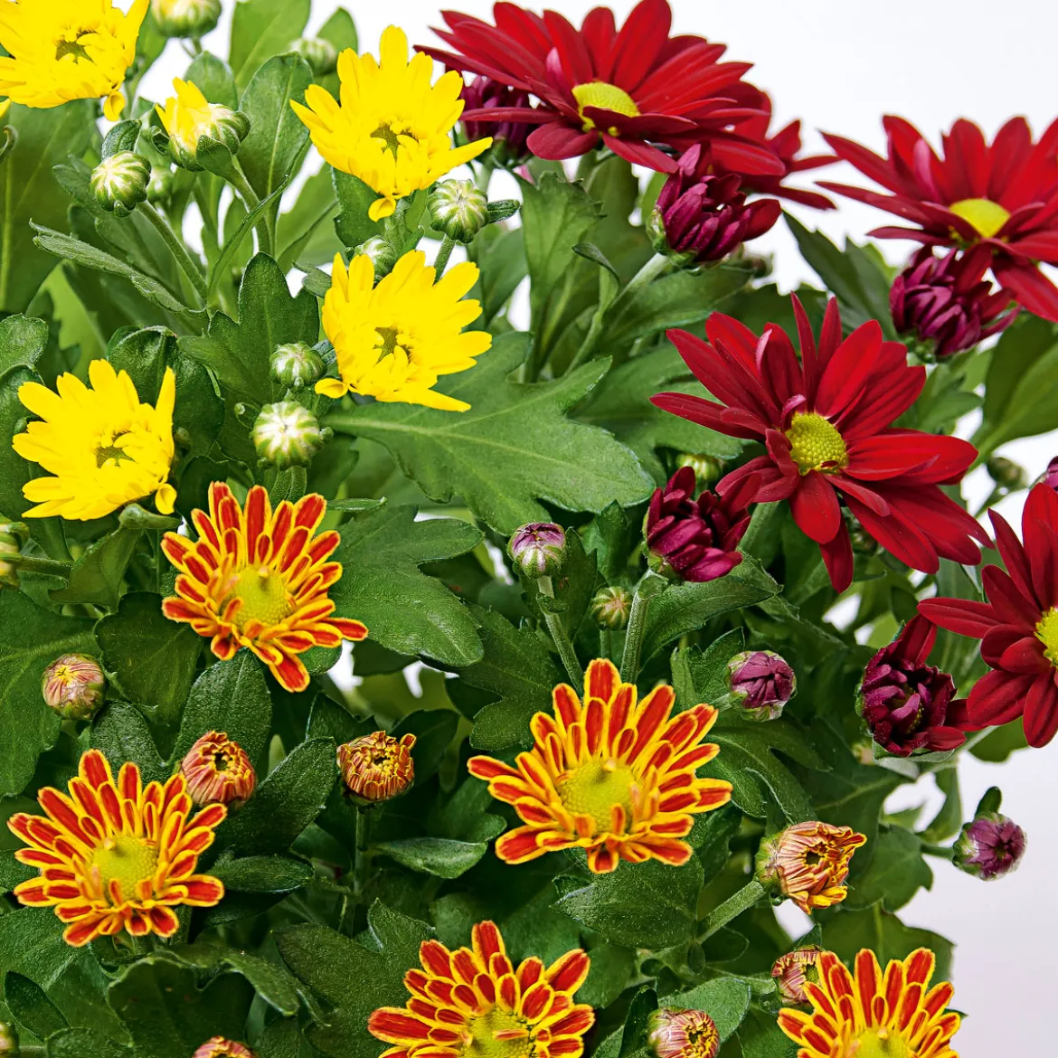 PlantiflorChrysantheme Swifty Topf- Durchmesser 10,5 cm