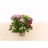 PlantiflorChrysantheme T13 4 Farben
