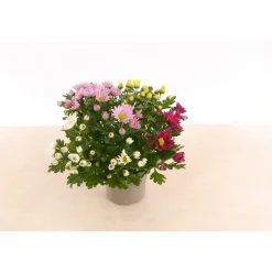 PlantiflorChrysantheme T13 4 Farben