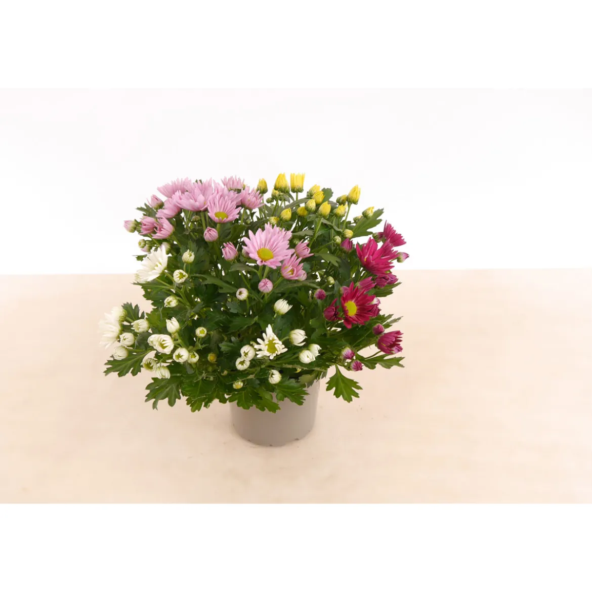 PlantiflorChrysantheme T13 4 Farben