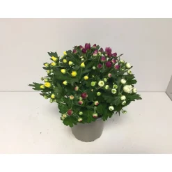 PlantiflorChrysantheme T13 4 Farben
