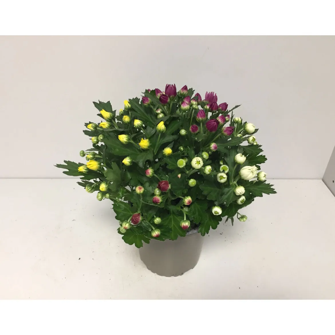 PlantiflorChrysantheme T13 4 Farben