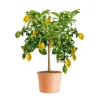 PlantiflorCitrus-Ministamm Topf Durchmesser 20 cm 70-80 cm