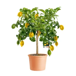 PlantiflorCitrus-Ministamm Topf Durchmesser 20 cm 70-80 cm