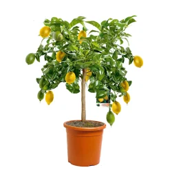 PlantiflorCitrus-Ministamm Topf Durchmesser 20 cm 70-80 cm