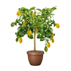 PlantiflorCitrus-Ministamm Topf Durchmesser 20 cm 70-80 cm