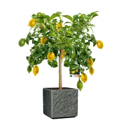 PlantiflorCitrus-Ministamm Topf Durchmesser 20 cm 70-80 cm