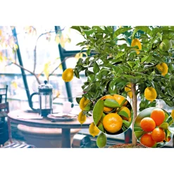 PlantiflorCitrus-Ministamm Topf Durchmesser 20 cm 70-80 cm