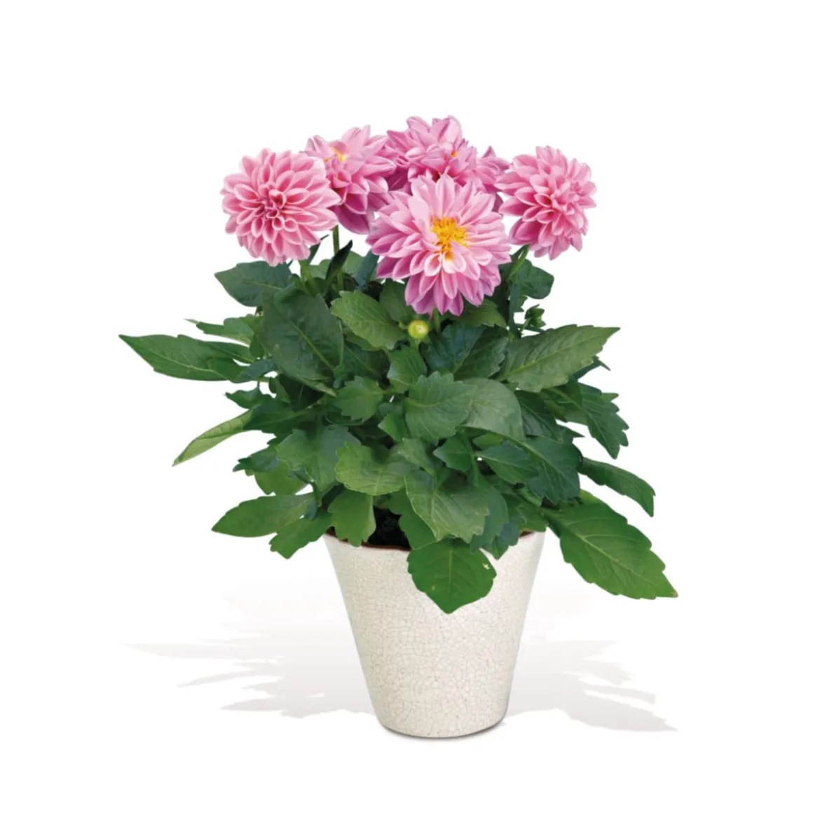 PlantiflorDahlien verschiedene Farben T 10,5