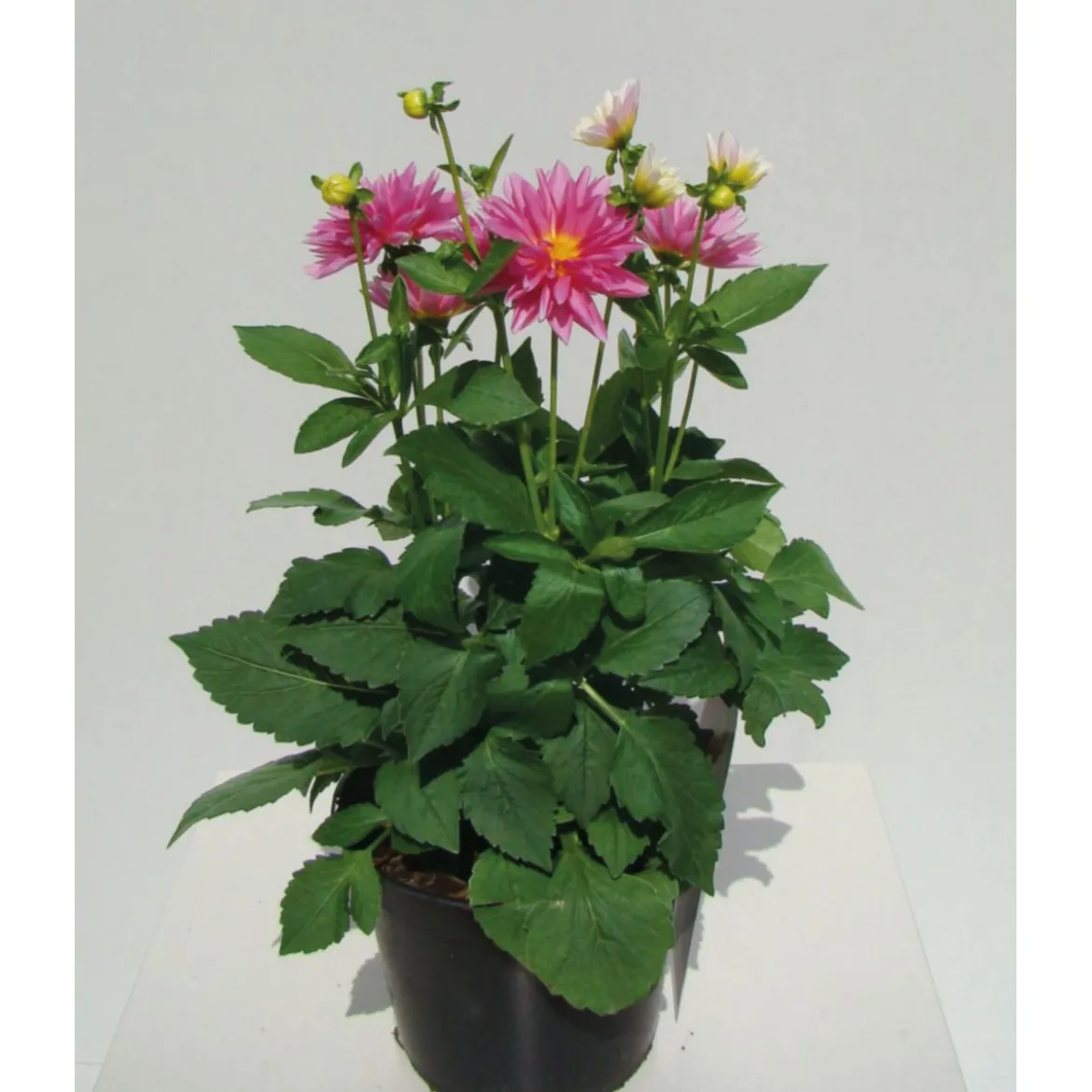 PlantiflorDahlien verschiedene Farben T 10,5