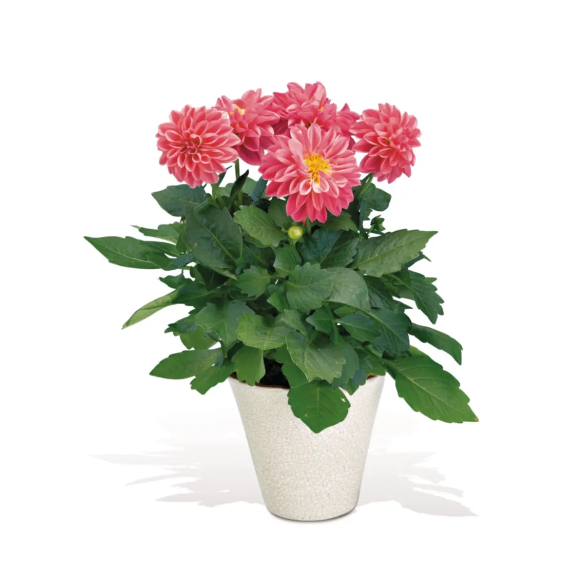 PlantiflorDahlien verschiedene Farben T 10,5
