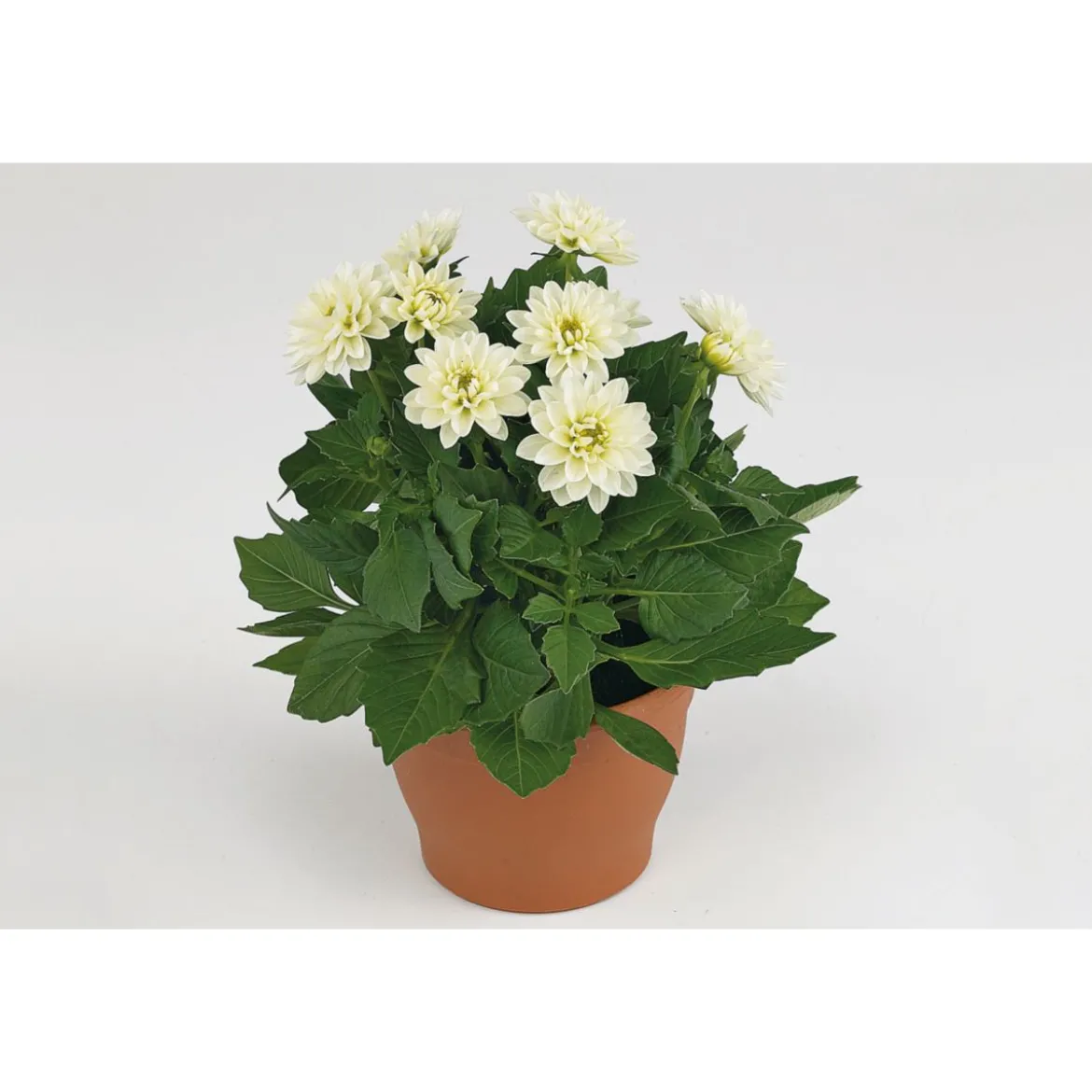 PlantiflorDahlien verschiedene Farben T 10,5