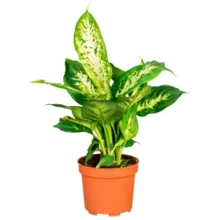 Plantiflor Dieffenbachie Compacta 35 cm T12