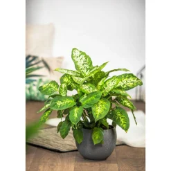 Plantiflor Dieffenbachie Compacta 35 cm T12