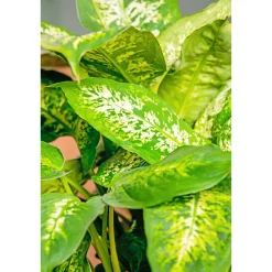 Plantiflor Dieffenbachie Compacta 35 cm T12