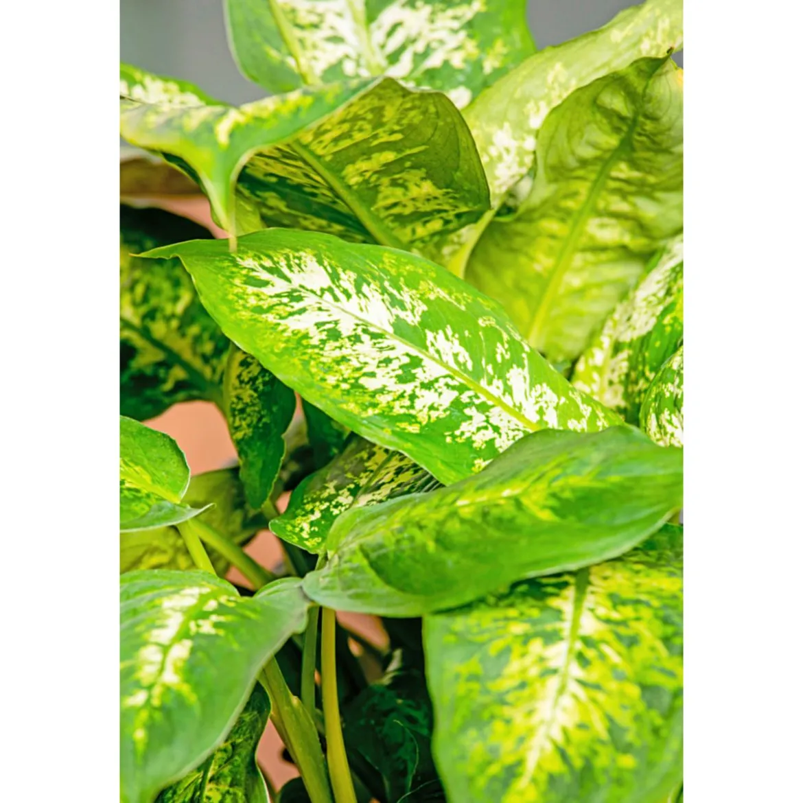 Plantiflor Dieffenbachie Compacta 35 cm T12