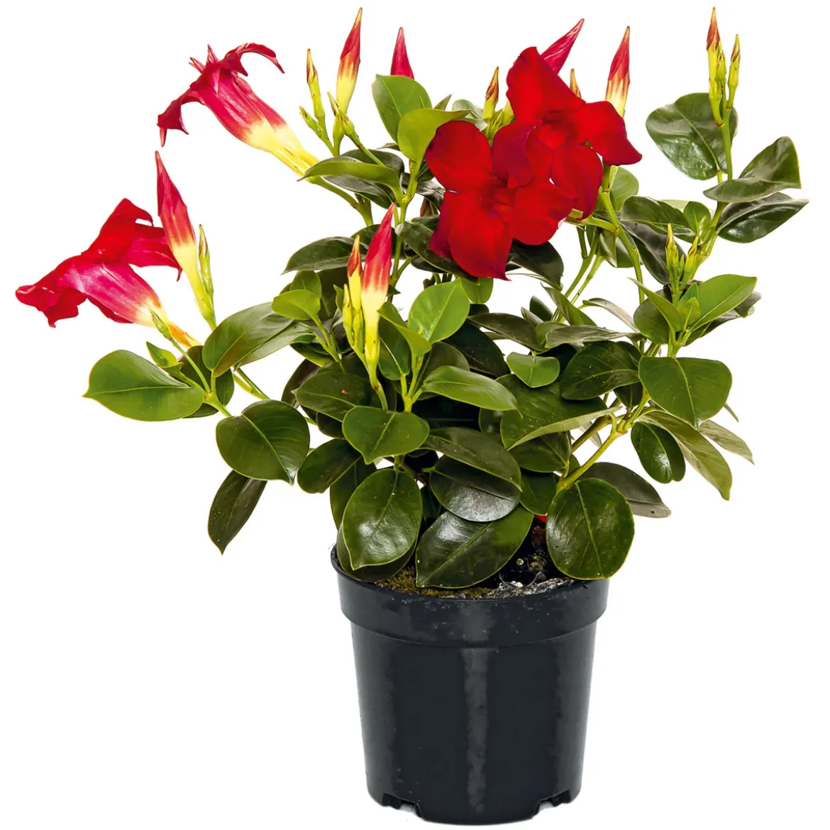 PlantiflorDipladenie Busch T10,5 verschiedene Farben