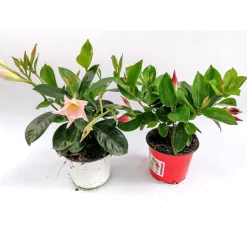 PlantiflorDipladenie Busch T10,5 verschiedene Farben
