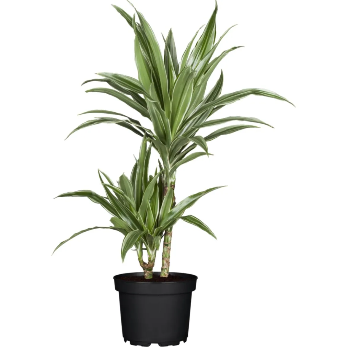 Plantiflor Drachenbaum Dracaena, Topf-Durchmesser 17cm