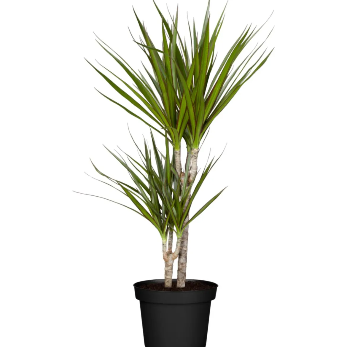 Plantiflor Drachenbaum Dracaena, Topf-Durchmesser 17cm