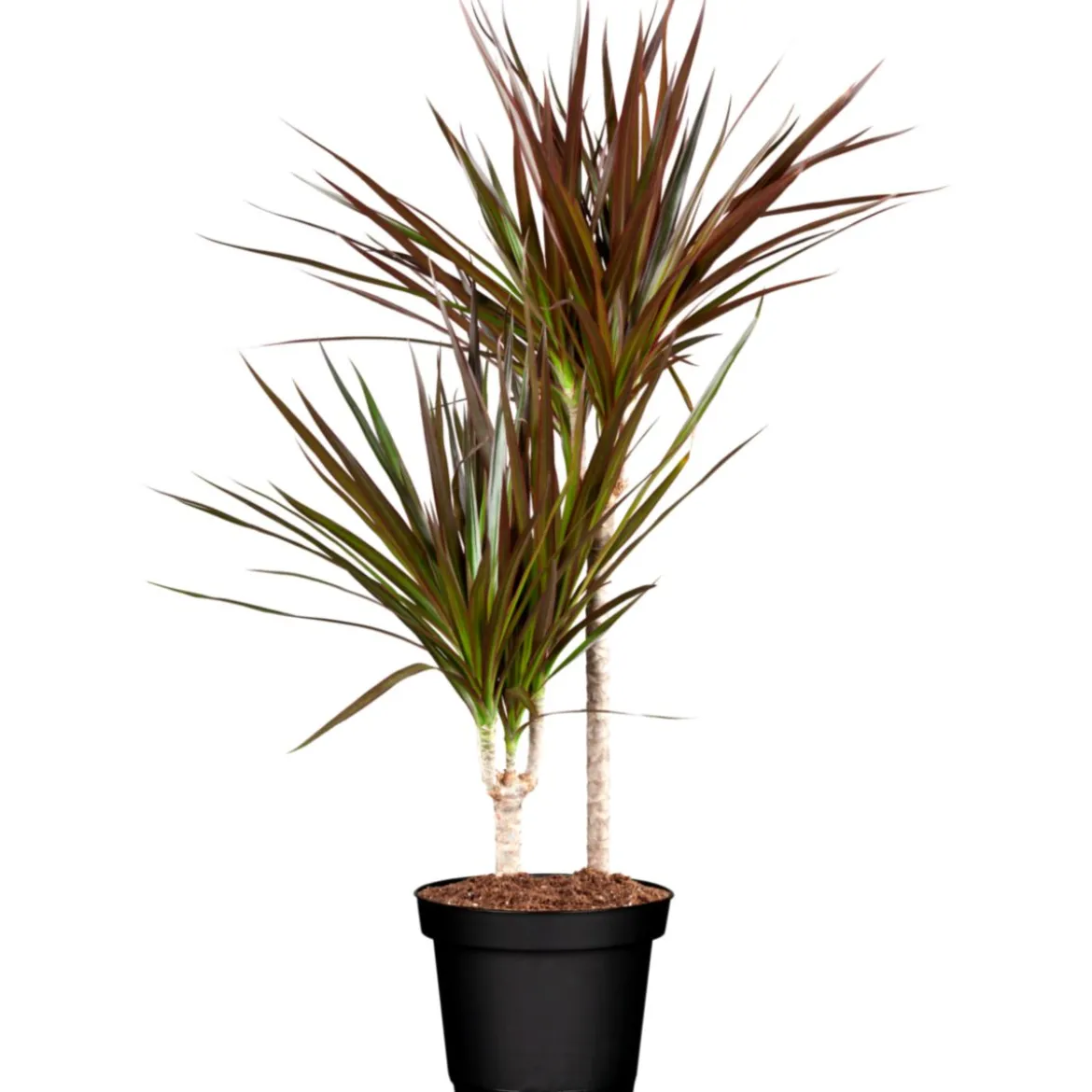 Plantiflor Drachenbaum Dracaena, Topf-Durchmesser 17cm