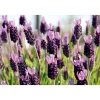 Plantiflor Echter Lavendel 6er-Pack