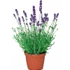 PlantiflorEchter Lavendel Topf- Durchmesser 11 cm