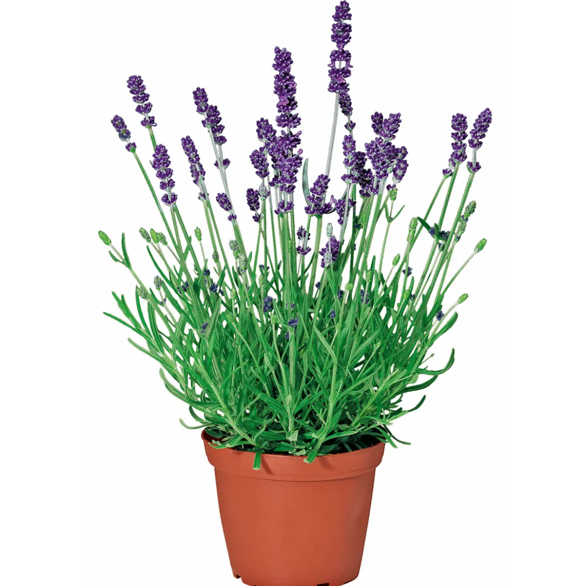 PlantiflorEchter Lavendel Topf- Durchmesser 11 cm
