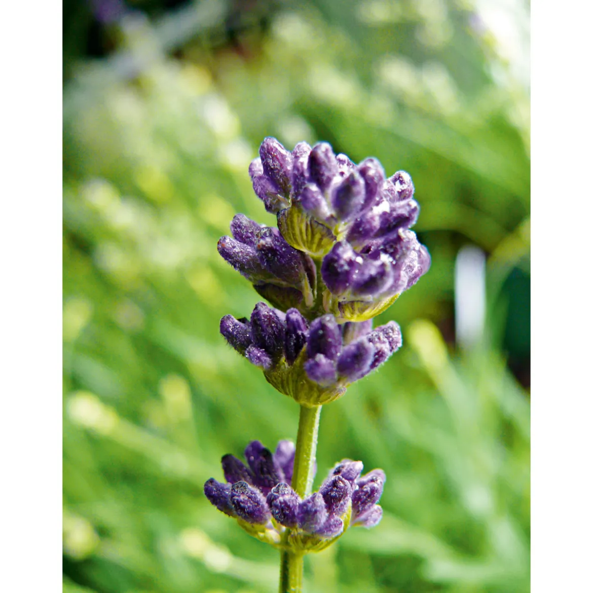 PlantiflorEchter Lavendel Topf- Durchmesser 11 cm
