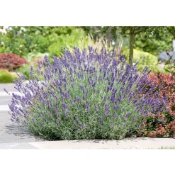 PlantiflorEchter Lavendel Topf- Durchmesser 11 cm