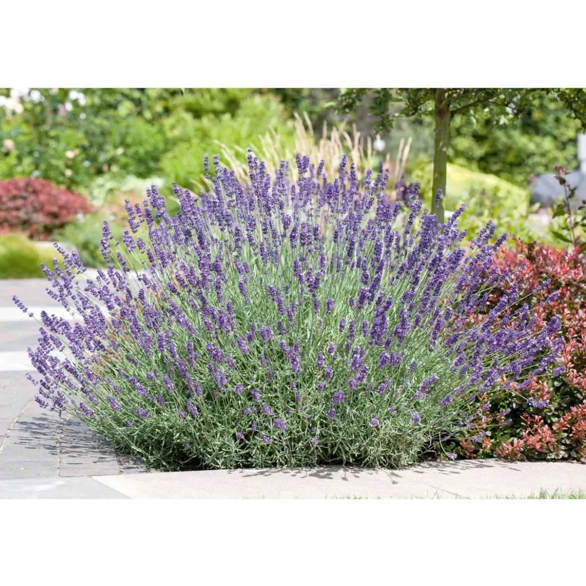 PlantiflorEchter Lavendel Topf- Durchmesser 11 cm