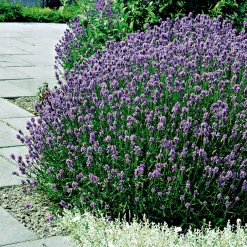 PlantiflorEchter Lavendel Topf- Durchmesser 11 cm